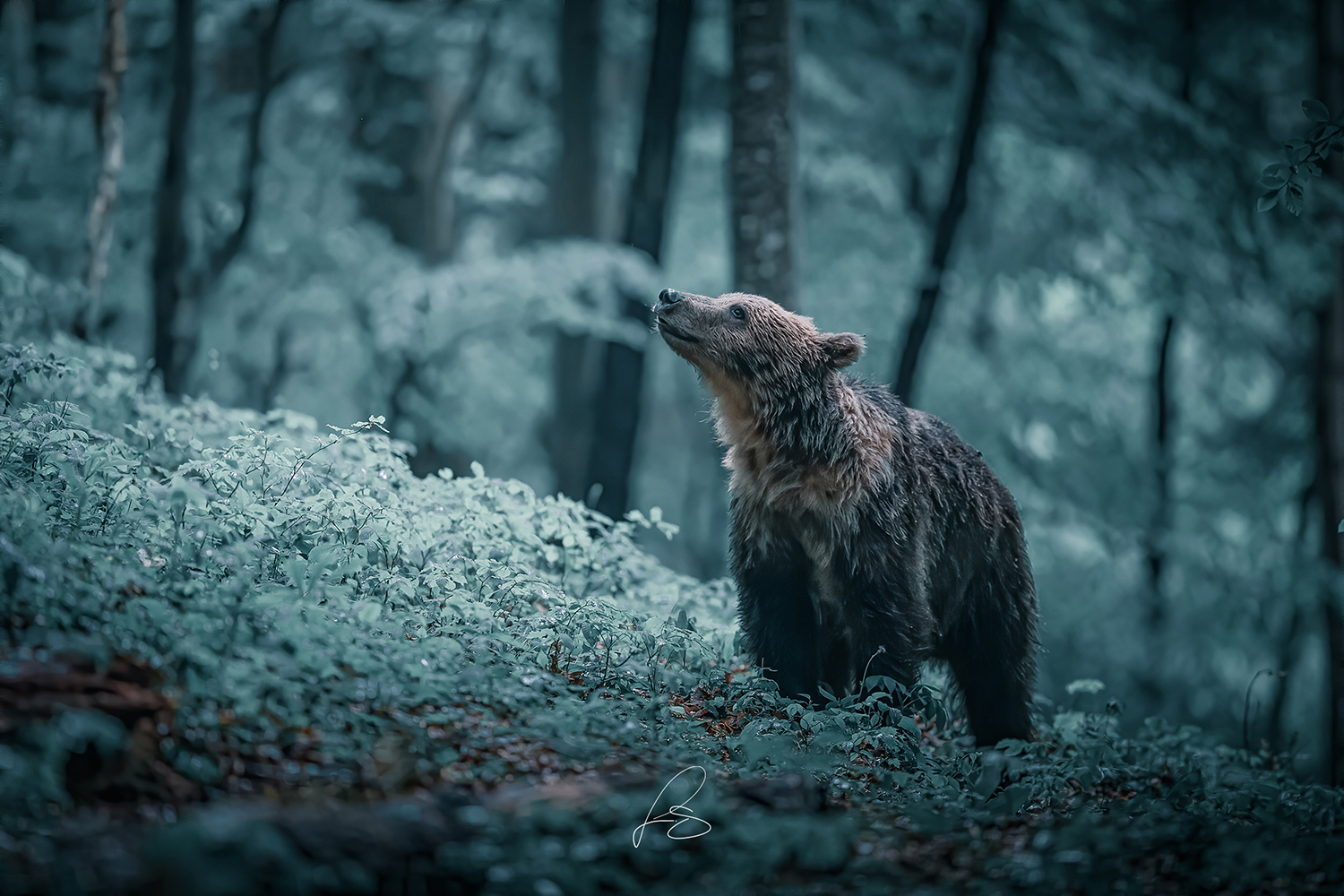 Giuliano Scarparo’s Dream-Like Images of Wildlife