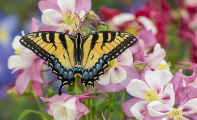 Legendary Photos: The Stories Behind 8 of Darrell Gulin’s Breathtaking Nature Images